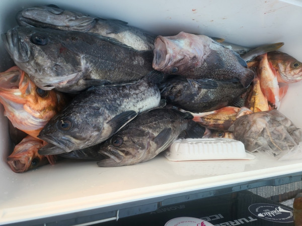 군산 선상낚시, 바다낚시 출조 전문 ☆서군산낚시☆_사진_20260118_13.jpg