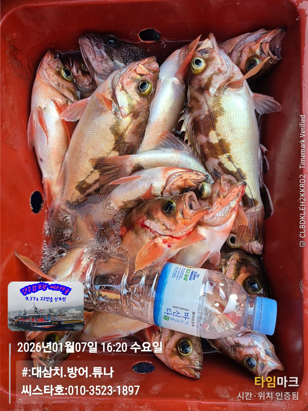 2026-01-07 16.20.35__(#-대삼치.방어.튜나)_(씨스타호-010-3523-1897).jpg