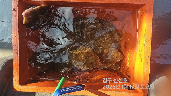 신신낚시 강구점 신신호_사진_20260117_11.jpg