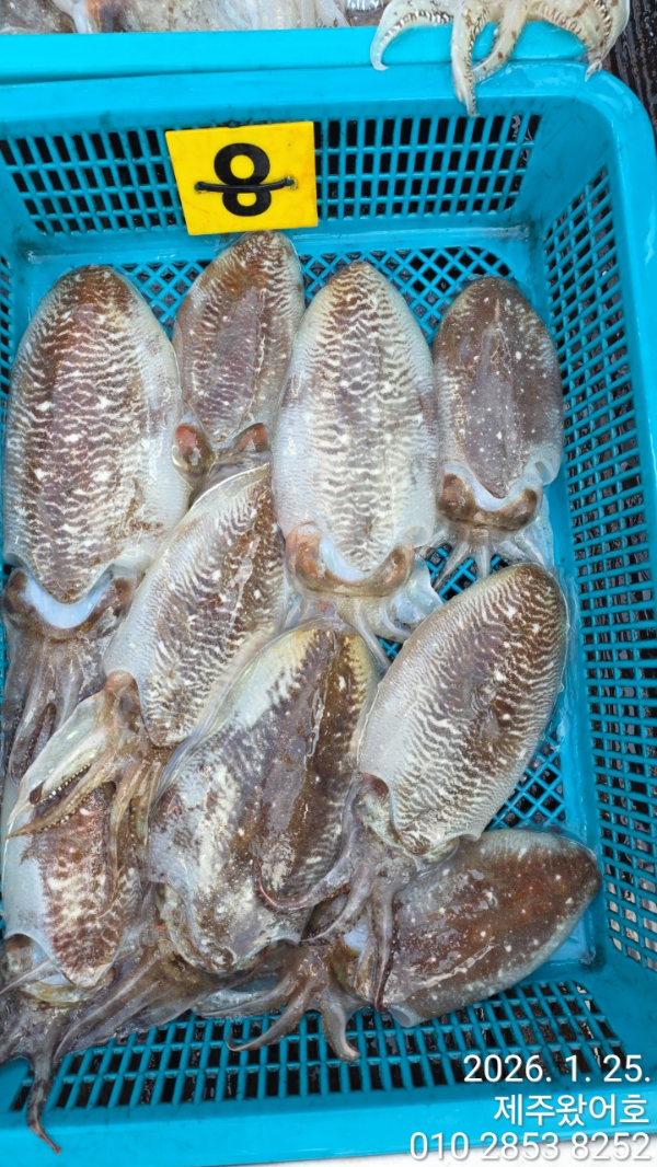 제주왔어호_사진_20260125_8.jpg