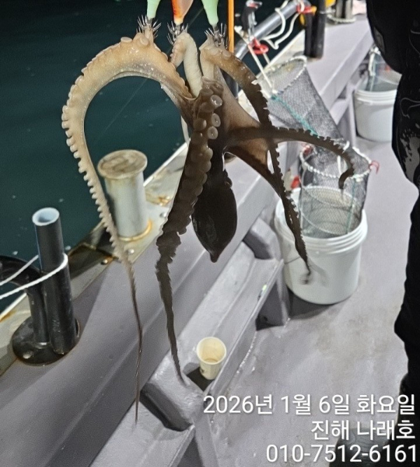 진해 나래호(문어,낙지,갈치)_사진_20260107_6.jpg