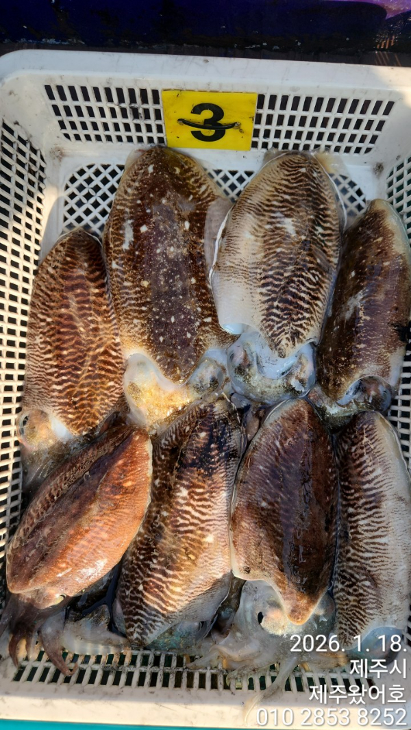 제주왔어호_사진_20260119_9.jpg