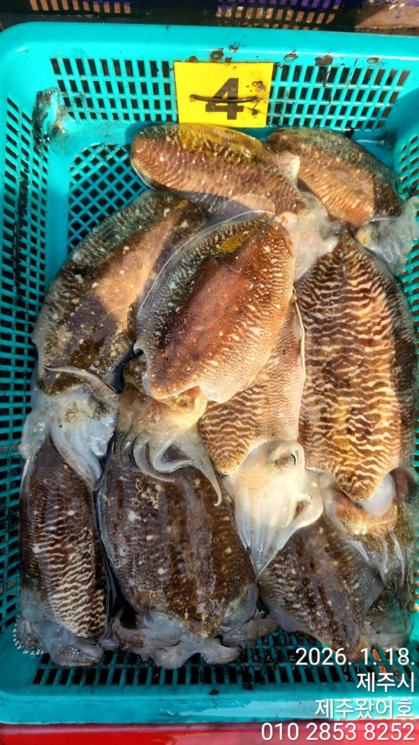 제주왔어호_사진_20260119_10.jpg