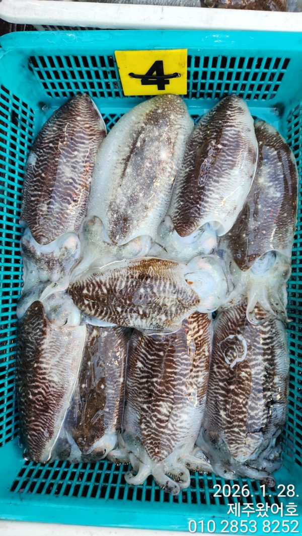 제주왔어호_사진_20260129_5.jpg