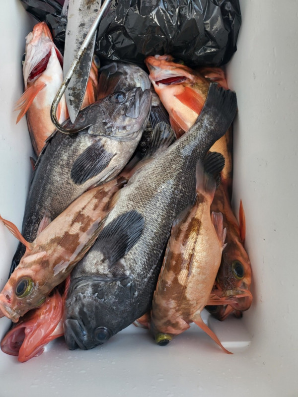 군산 선상낚시, 바다낚시 출조 전문 ☆서군산낚시☆_사진_20260118_12.jpg