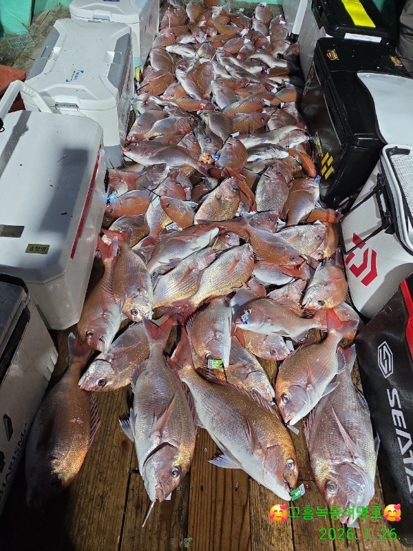 쎄븐피싱클럽(선상 버스출조전문)_사진_20260127_5.jpg