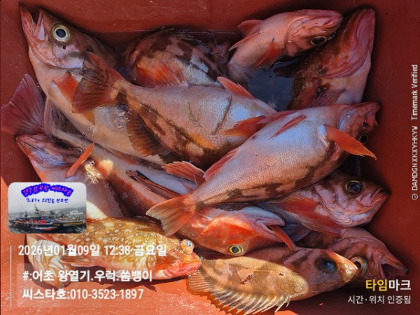 2026-01-09 12.38.22__(#-어초 왕열기.우럭.쏨뱅이)_(씨스타호-010-3523-1897).jpg