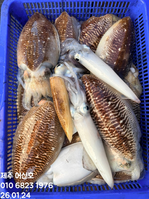 제주 어신호_사진_20260124_16.jpg