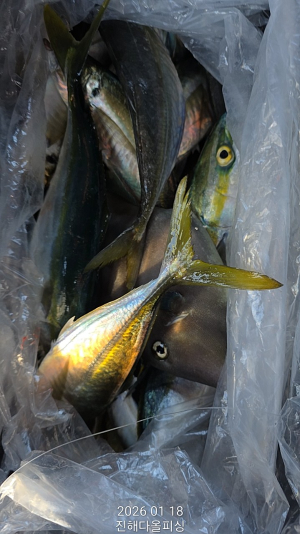 ☆진해 다올피싱☆문어 갈치 선상 낚시_사진_20260119_19.jpg