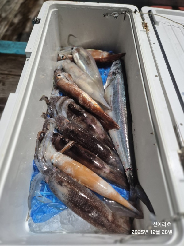 바다꾼낚시(신아라호)_사진_20251228_13.jpg