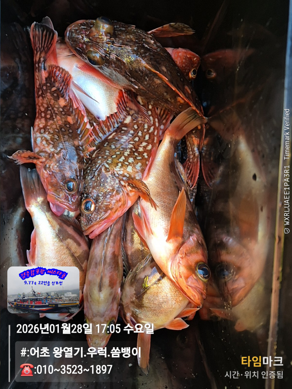 2026-01-28 17.05.56__(#-어초 왕열기.우럭.쏨뱅이)_(-010~3523~1897).jpg