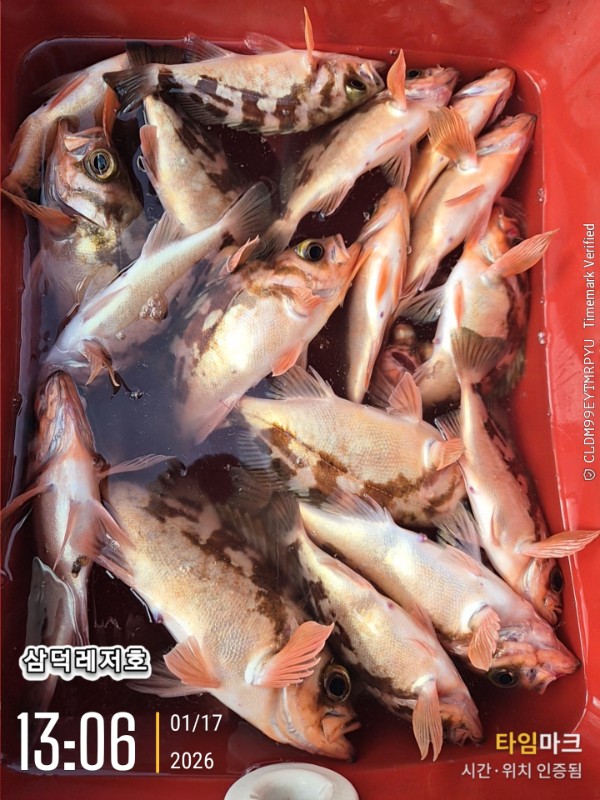 2026-01-17 13.06.07_.jpg