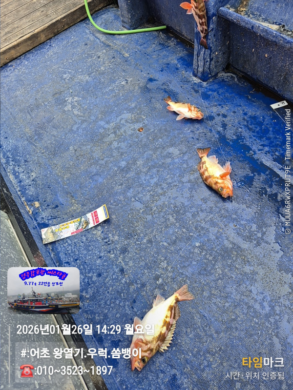 2026-01-26 14.29.35__(#-어초 왕열기.우럭.쏨뱅이)_(-010~3523~1897).jpg