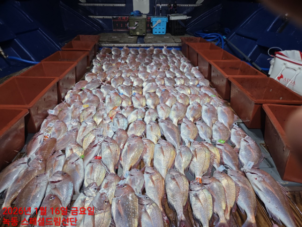 쎄븐피싱클럽(선상 버스출조전문)_사진_20260116_1.jpg