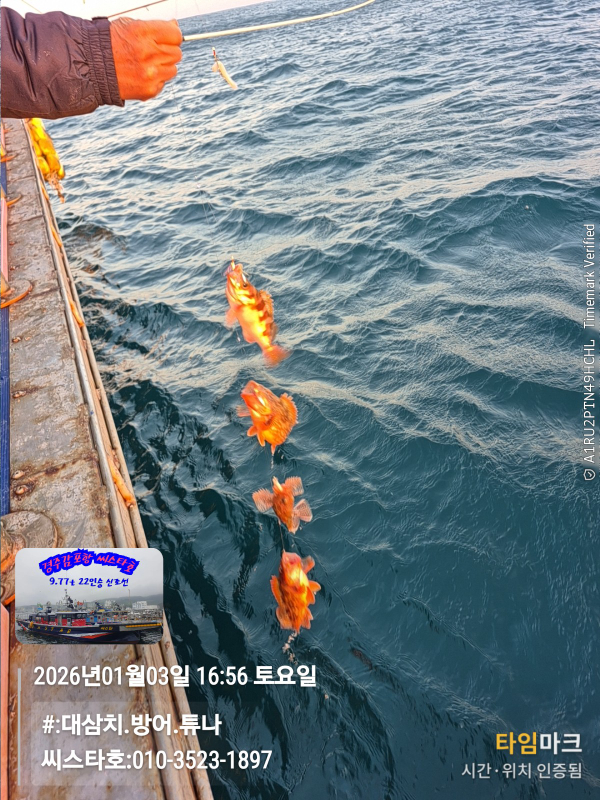 2026-01-03 16.56.52__(#-대삼치.방어.튜나)_(씨스타호-010-3523-1897).jpg
