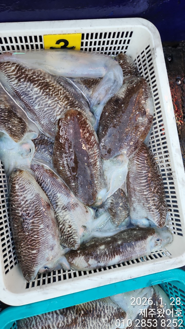 제주왔어호_사진_20260129_4.jpg