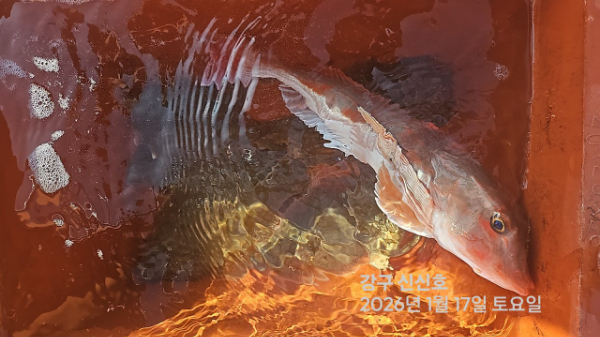 신신낚시 강구점 신신호_사진_20260117_6.jpg