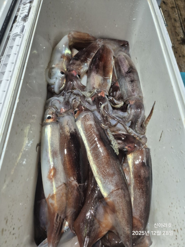 바다꾼낚시(신아라호)_사진_20251228_11.jpg
