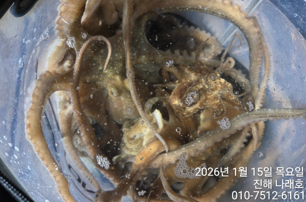 진해 나래호(문어,낙지,갈치)_사진_20260115_2.jpg