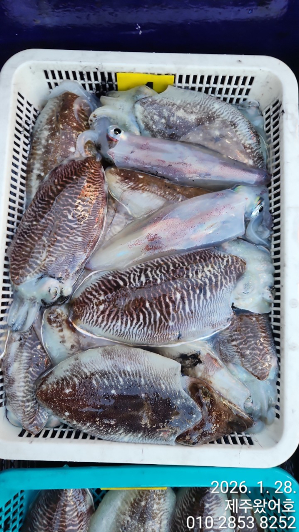제주왔어호_사진_20260129_2.jpg