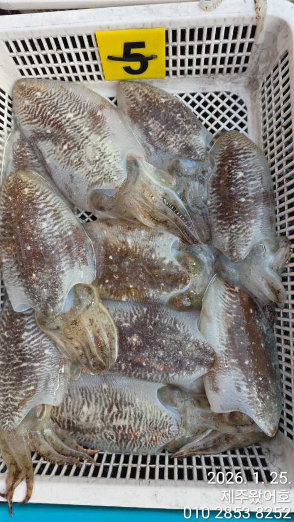 제주왔어호_사진_20260125_5.jpg