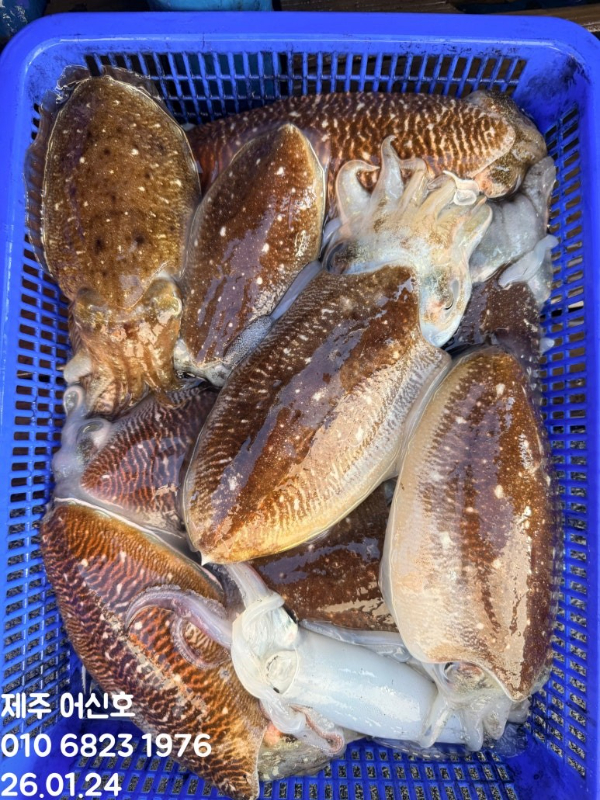 제주 어신호_사진_20260124_17.jpg