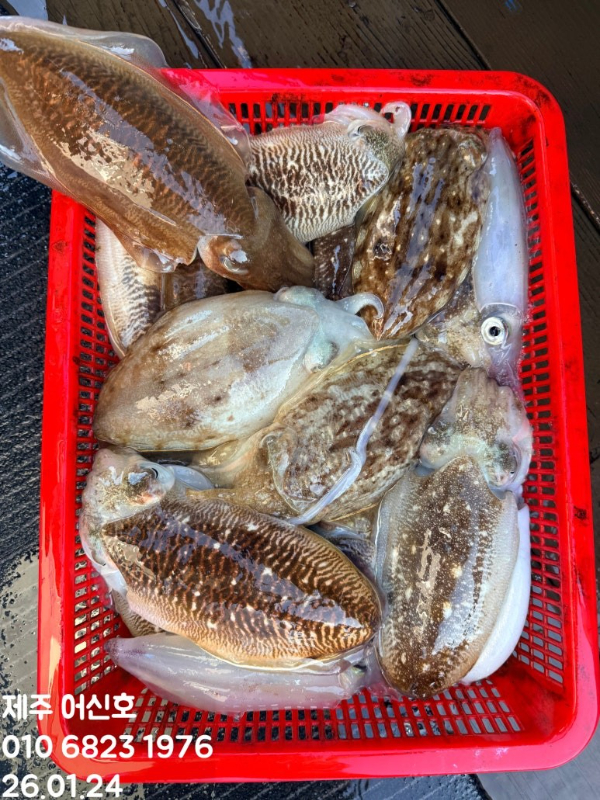 제주 어신호_사진_20260124_18.jpg