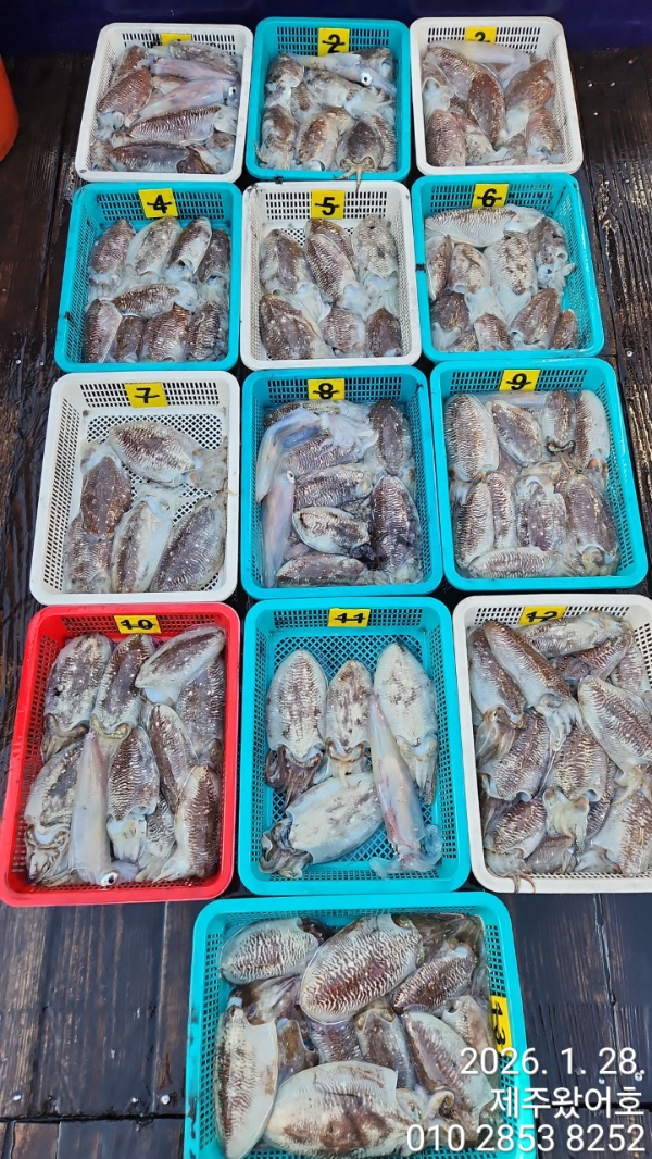 제주왔어호_사진_20260129_1.jpg