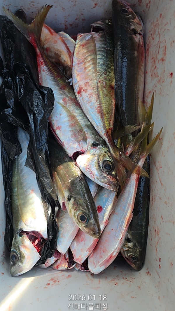 ☆진해 다올피싱☆문어 갈치 선상 낚시_사진_20260119_20.jpg
