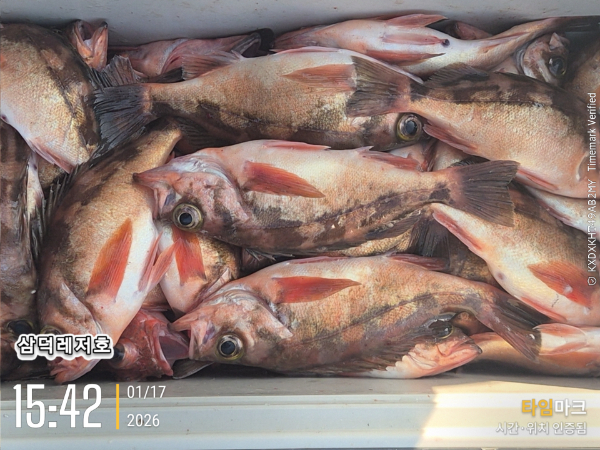 2026-01-17 15.42.53_.jpg