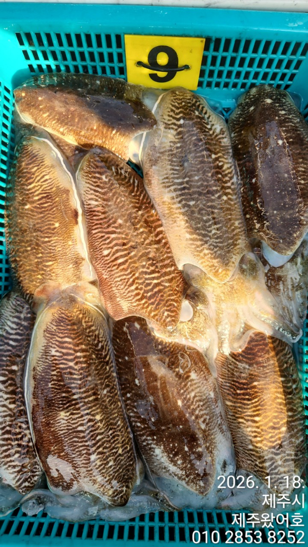 제주왔어호_사진_20260119_4.jpg