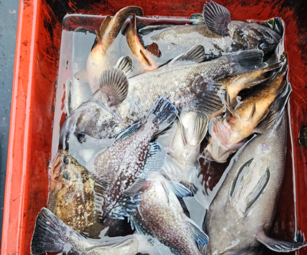 ꫛꫀꪝ✧‧˚ 태안 마검포 新출항호 .• _˚☀₊_사진_20260107_10.jpg