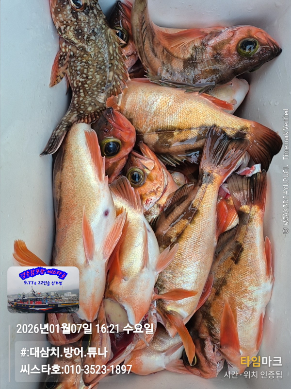 2026-01-07 16.21.18__(#-대삼치.방어.튜나)_(씨스타호-010-3523-1897).jpg