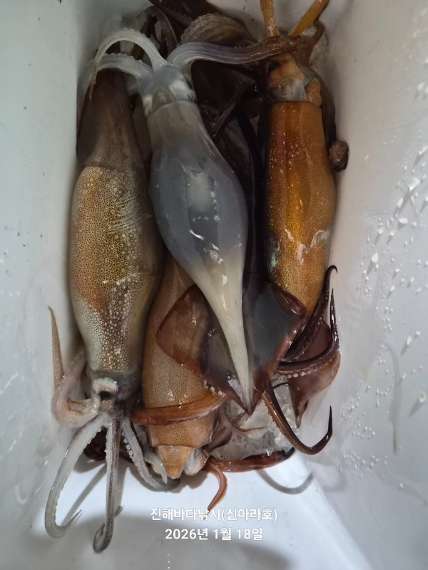 바다꾼낚시(신아라호)_사진_20260118_5.jpg