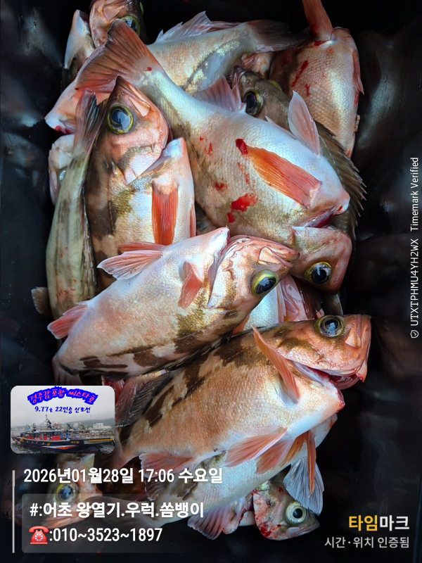 2026-01-28 17.06.12__(#-어초 왕열기.우럭.쏨뱅이)_(-010~3523~1897).jpg