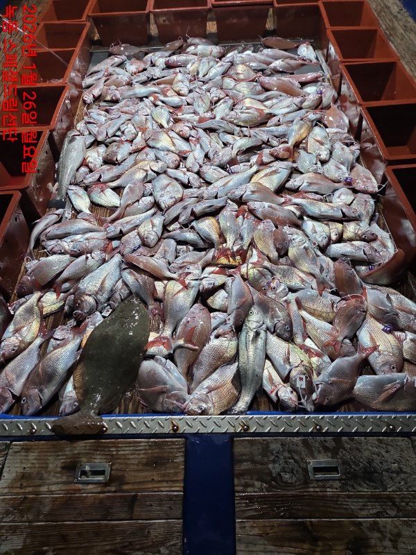 쎄븐피싱클럽(선상 버스출조전문)_사진_20260127_15.jpg