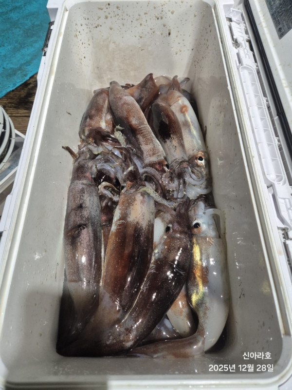 바다꾼낚시(신아라호)_사진_20251228_9.jpg