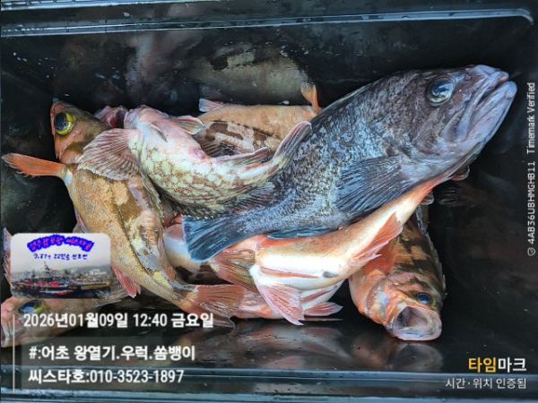 2026-01-09 12.40.34__(#-어초 왕열기.우럭.쏨뱅이)_(씨스타호-010-3523-1897).jpg
