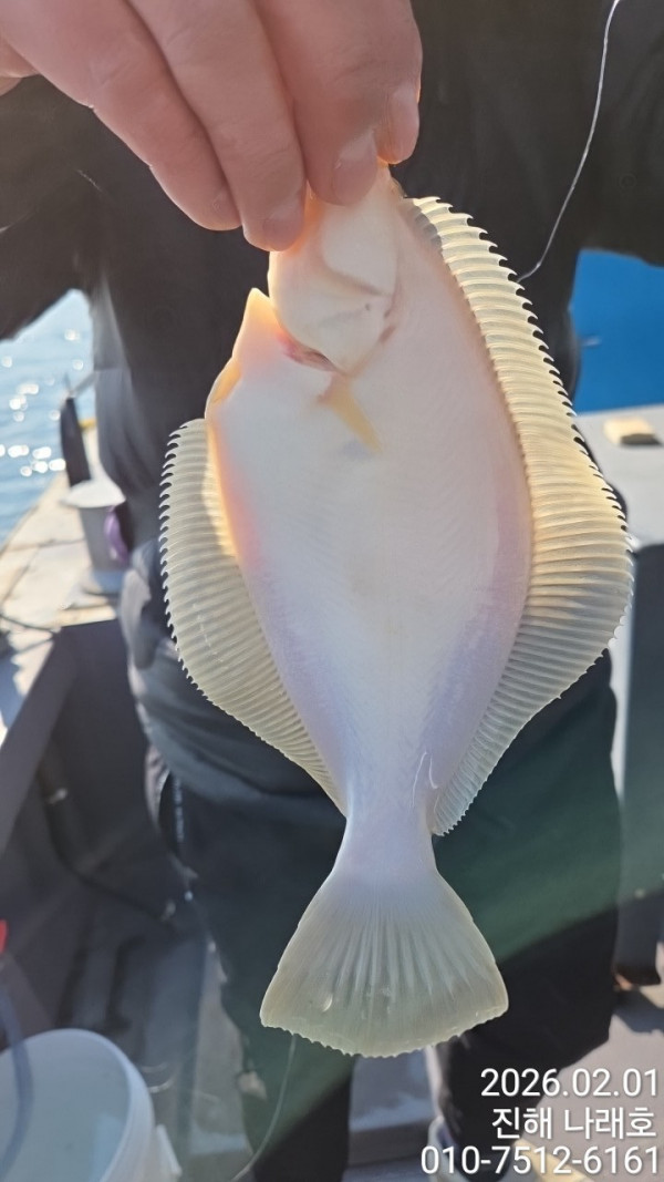 나래피싱(문어,낙지,갈치,호래기,감성돔)_사진_20260202_5.jpg