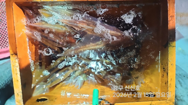 신신낚시 강구점 신신호_사진_20260216_10.jpg