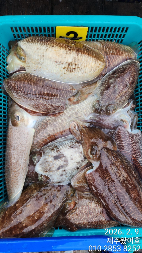 제주왔어호_사진_20260210_5.jpg