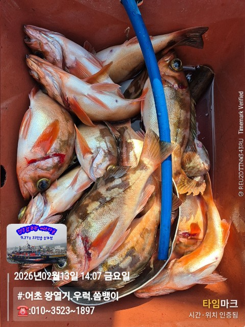 2026-02-13 14.07.15__(#-어초 왕열기.우럭.쏨뱅이)_(-010~3523~1897).jpg