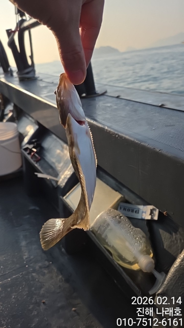 나래피싱(문어,낙지,갈치,호래기,감성돔)_사진_20260214_3.jpg