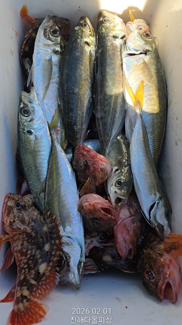 ☆진해 다올피싱☆문어 갈치 선상 낚시_사진_20260202_15.jpg