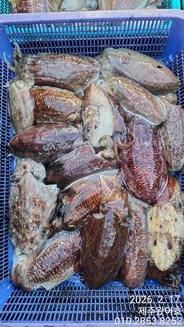 제주왔어호_사진_20260218_2.jpg
