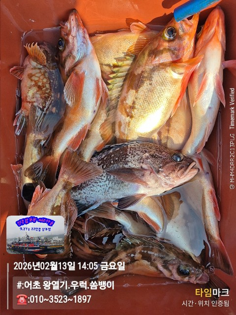 2026-02-13 14.05.45__(#-어초 왕열기.우럭.쏨뱅이)_(-010~3523~1897).jpg