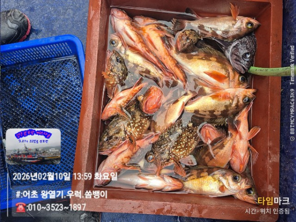 2026-02-10 13.59.05__(#-어초 왕열기.우럭.쏨뱅이)_(-010~3523~1897).jpg