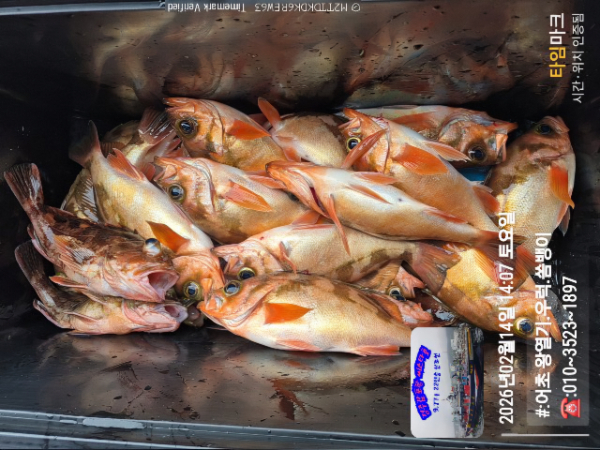 2026-02-14 14.07.39__(#-어초 왕열기.우럭.쏨뱅이)_(-010~3523~1897).jpg