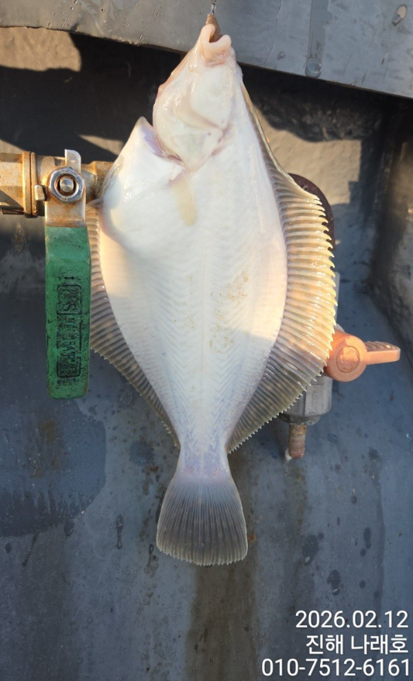 나래피싱(문어,낙지,갈치,호래기,감성돔)_사진_20260212_8.jpg