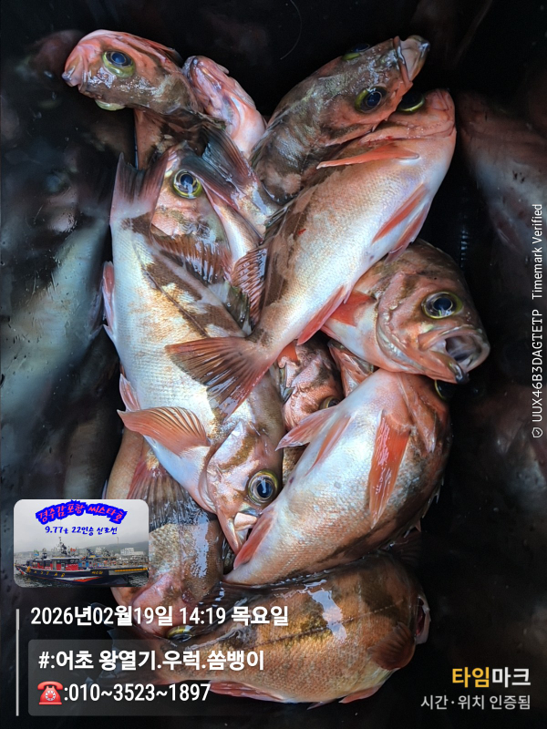 2026-02-19 14.19.15__(#-어초 왕열기.우럭.쏨뱅이)_(-010~3523~1897).jpg